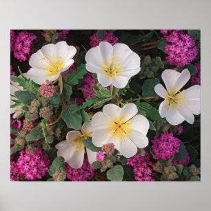 Desert kväll Primrose och Desert Sand Verbena Poster