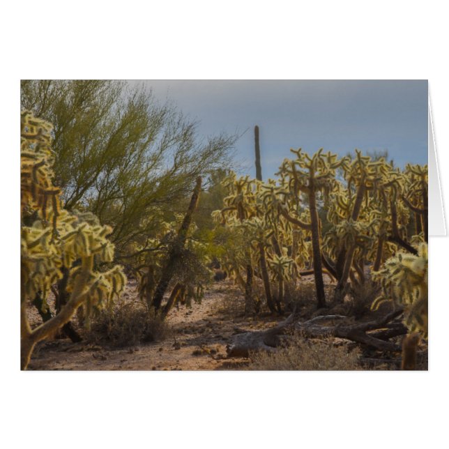 Desert La Cholla Cactus Photo Greeting Card Hälsningskort (Framsidan Horizontal)