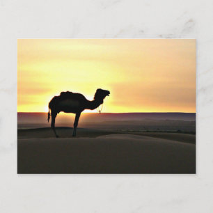 Desert liggande med kamel vykort