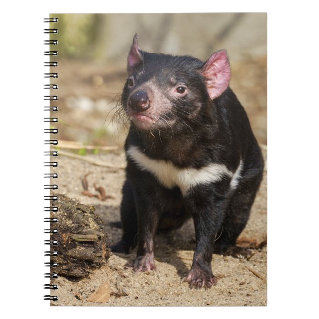 Desert Light – Tasmanian Devil Anteckningsbok (Framsidan)