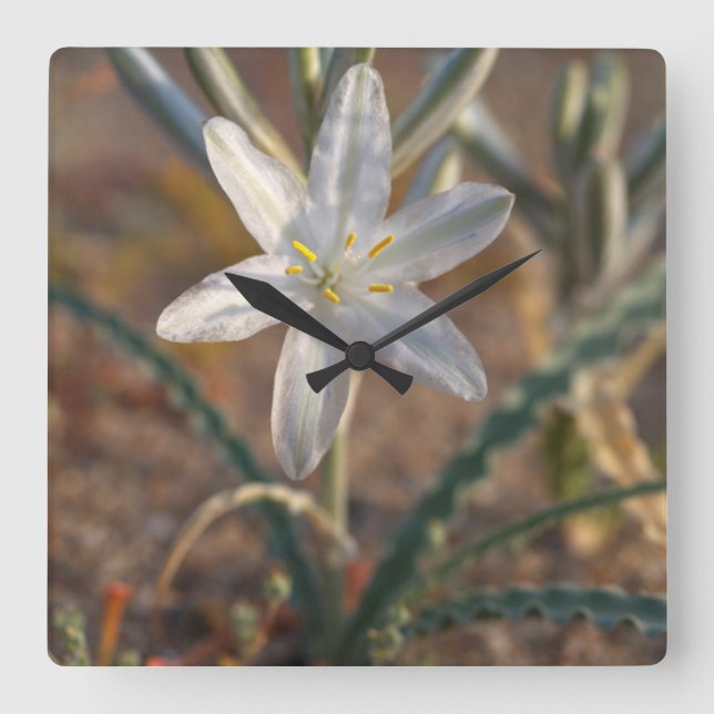 Desert Lily Wildblommor Fyrkantig Klocka (Framsida)