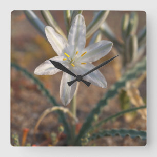 Desert Lily Wildblommor Fyrkantig Klocka