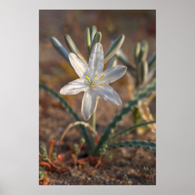 Desert Lily Wildblommor Poster (Framsidan)