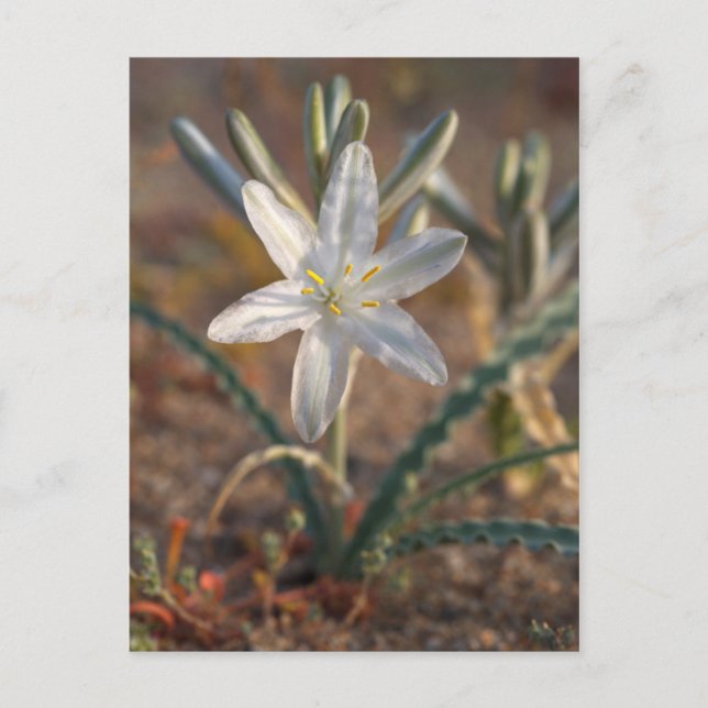 Desert Lily Wildblommor Vykort (Framsida)