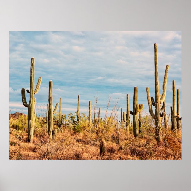 Desert med Saguaro cacti Poster (Framsidan)