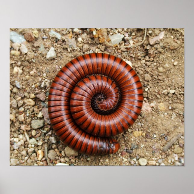 Desert Millipede Poster (Framsidan)