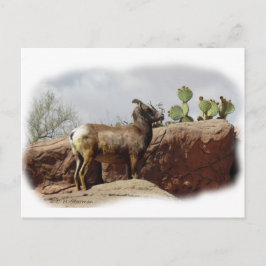 Desert Mountain Sheep Vykort