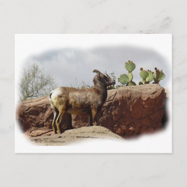 Desert Mountain Sheep Vykort (Framsida)