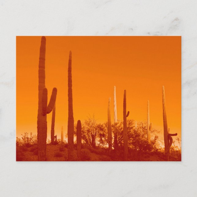 Desert Plant Saguaro Vykort (Framsida)
