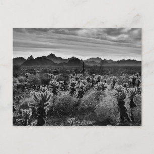 Desert Plant Vykort
