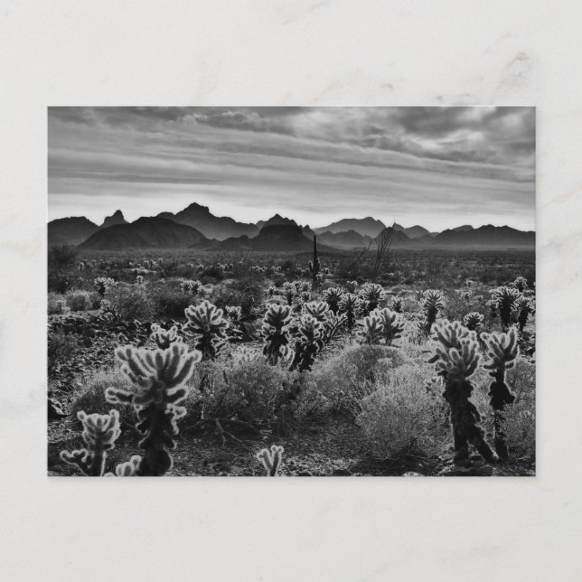 Desert Plant Vykort (Framsida)