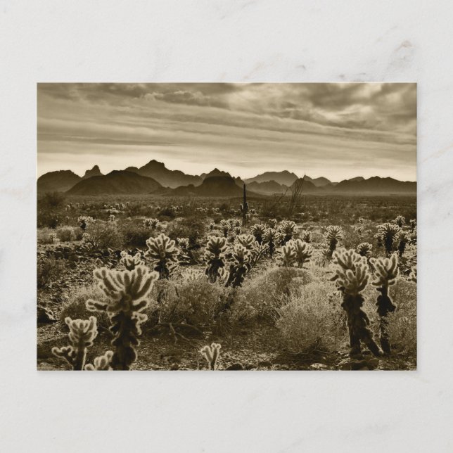 Desert Plant Vykort (Framsida)