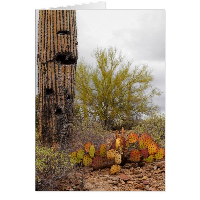 Desert Plants Hälsningskort (Framsidan)