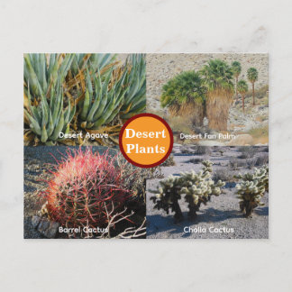 Desert Plants Postcard Vykort