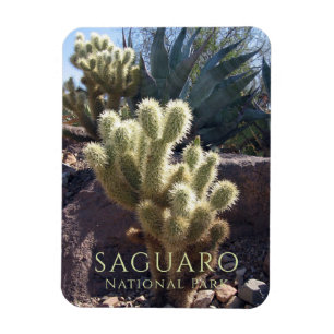 Desert Plants Saguaro nationalpark Arizona Magnet