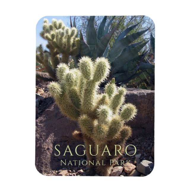 Desert Plants Saguaro nationalpark Arizona Magnet (Vertikal)
