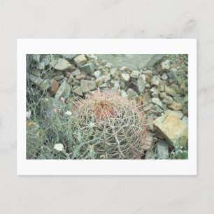 Desert Poetry Cactus Arizona Photo Postcard Vykort