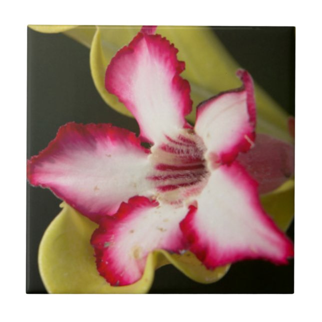 Desert-Ro (Adenium Obesum), södra Afrikan Kakelplatta (Framsidan)
