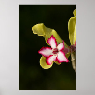 Desert-Ro (Adenium Obesum), södra Afrikan Poster
