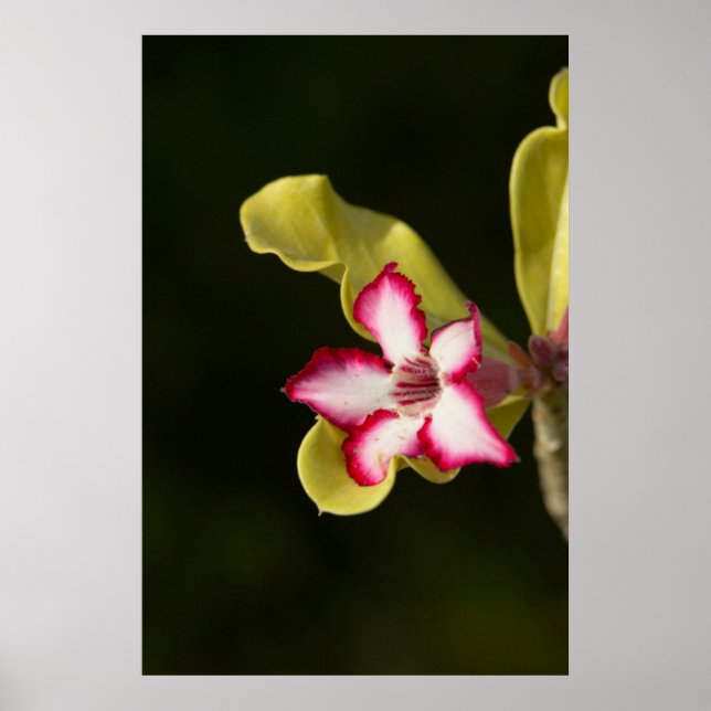 Desert-Ro (Adenium Obesum), södra Afrikan Poster (Framsidan)