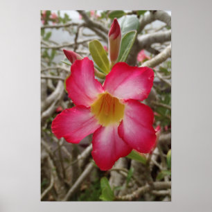 Desert Ro Flower Poster