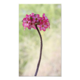 Desert ro i rosa fototryck