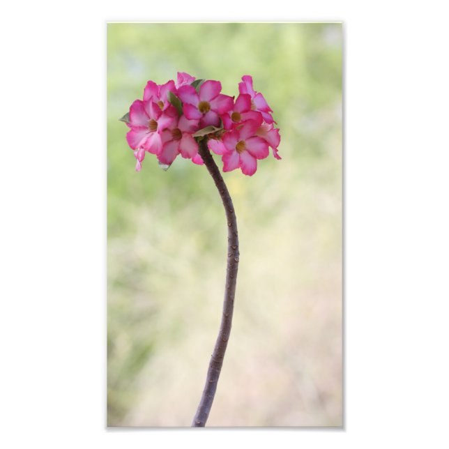Desert ro i rosa fototryck (Framsidan)