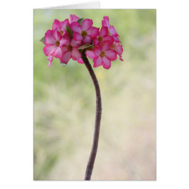 Desert ro i rosa hälsningskort