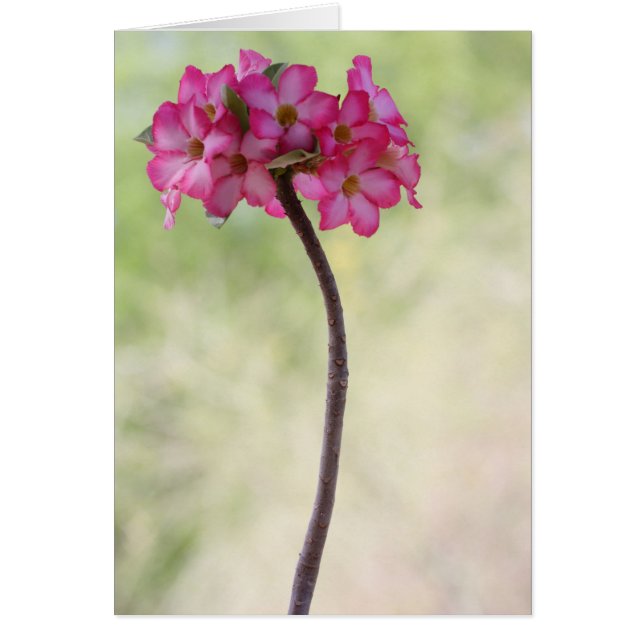 Desert ro i rosa hälsningskort (Framsidan)