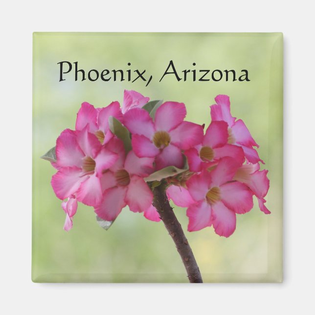 Desert ro i rosa Phoenix, AZ Magnet (Framsidan)