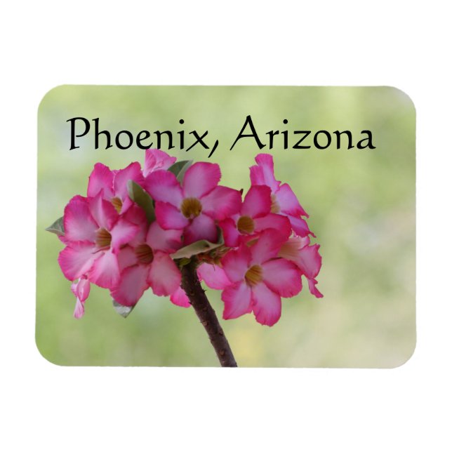 Desert ro i rosa Phoenix, AZ Magnet (Horisontell)