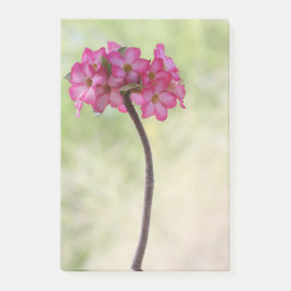 Desert ro i rosa post-it block