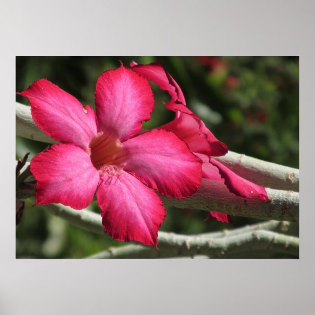 Desert Ro Poster (Framsidan)