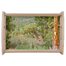 Desert scen, Sedona, natur, cactus.