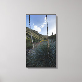 Desert Southwest Sotol Plants Scenia Image Arizona Canvastryck