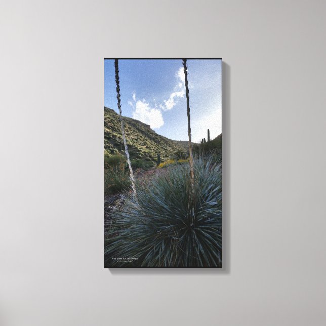 Desert Southwest Sotol Plants Scenia Image Arizona Canvastryck (Framsida)