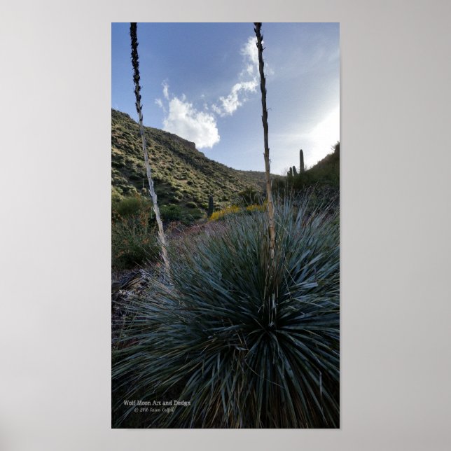 Desert Southwest Sotol Plants Scenia Image Arizona Poster (Framsidan)