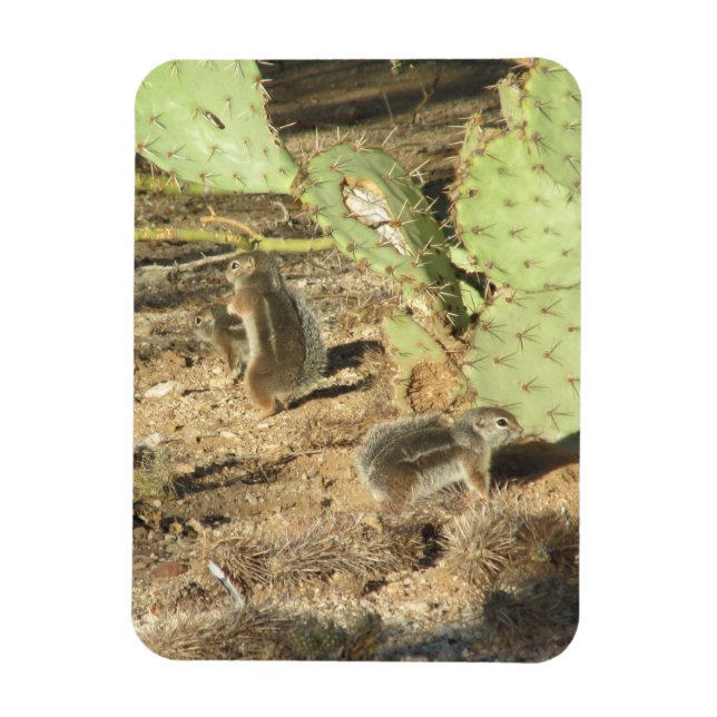 Desert Squirrels in Tucson Magnet (Vertikal)