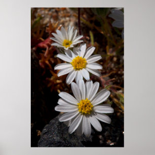 Desert Star Wildblommor Poster