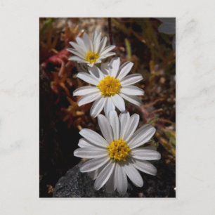 Desert Star Wildblommor Vykort