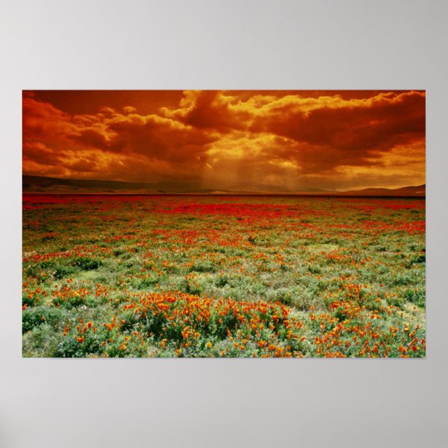 Desert sunset på fält i Kalifornien poppies, U. Poster (Framsidan)