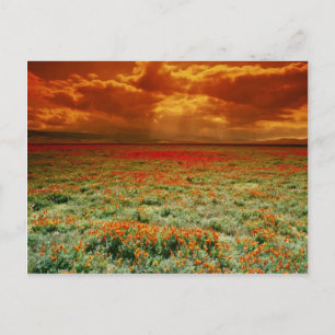 Desert sunset på fält i Kalifornien poppies, U. Vykort
