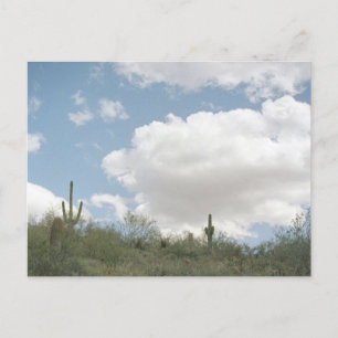 Desert Symphony Sonoran Arizona Photo Postcard Vykort