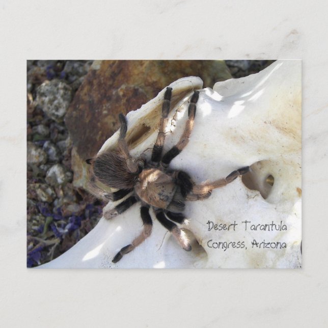 Desert Tarantula Vykort (Framsida)