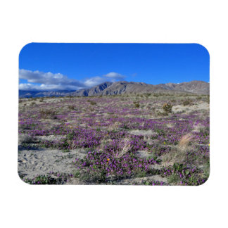 Desert Toppen Bloom 2019 Borrego Vår CA Magnet