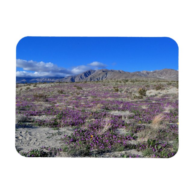 Desert Toppen Bloom 2019 Borrego Vår CA Magnet (Horisontell)