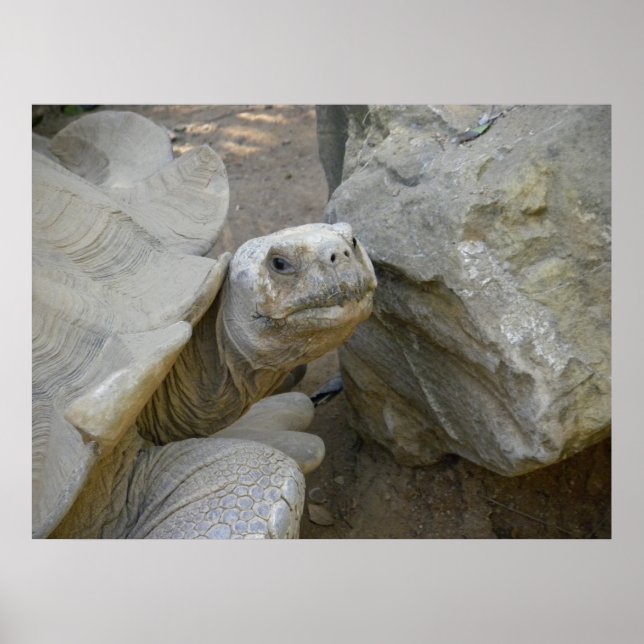 Desert Tortoise Close-Up Poster (Framsidan)