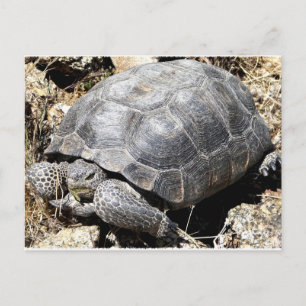 Desert Tortoise Vykort