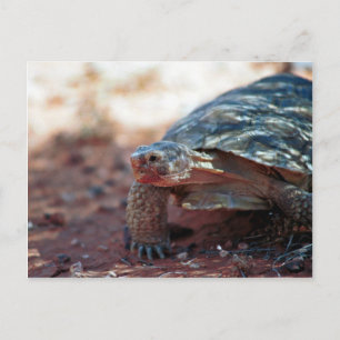 Desert Tortoise Vykort