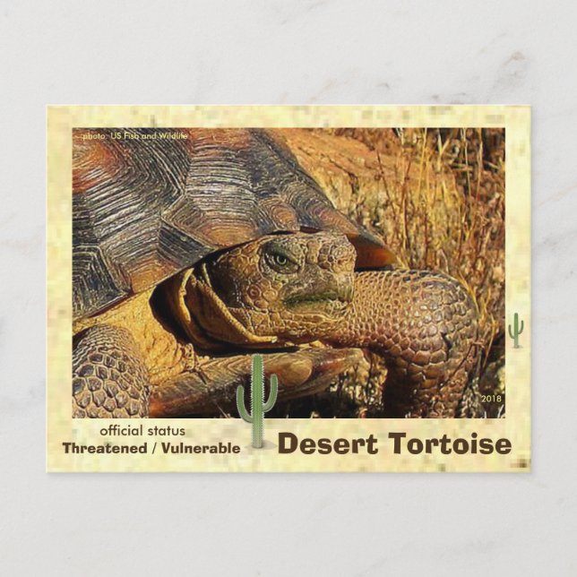 Desert Tortoises hotas av utrotning - Vykort (Framsida)